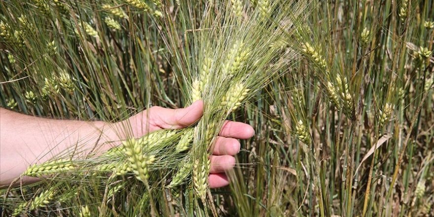 Hububattaki sarı pas hastalığının önüne yağmurdan etkilenmeyen zirai ilaçlarla geçilebilir