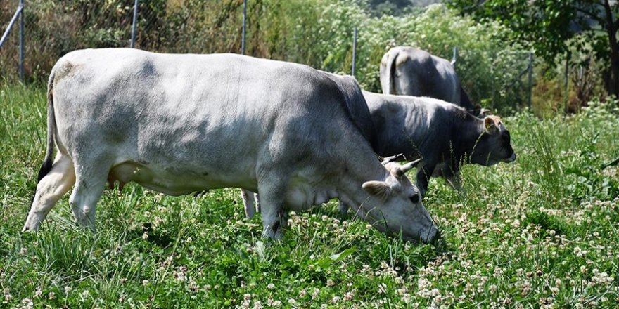 Bursa'da yerli boz ırk sığırın gen kaynağı üniversitede korunuyor