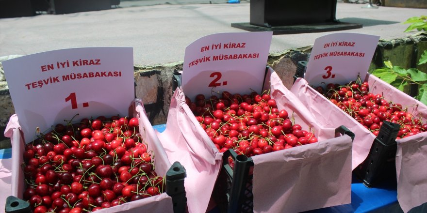 Ödemiş'te kiraz festivali