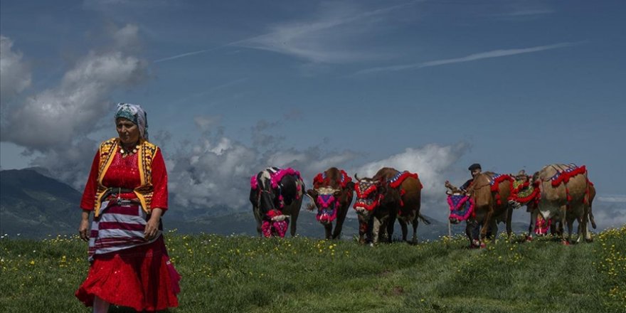 Karadeniz'de yaylacıların göç yolculuğu başladı