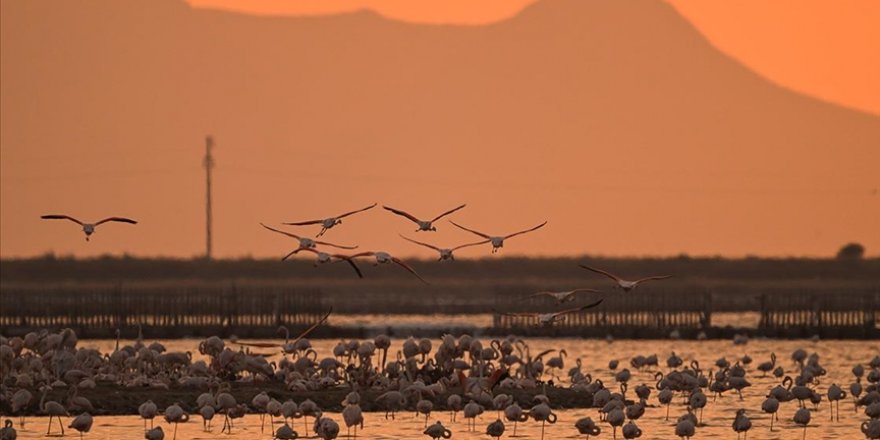 Gediz Deltası'nda binlerce flamingo yumurtadan çıktı