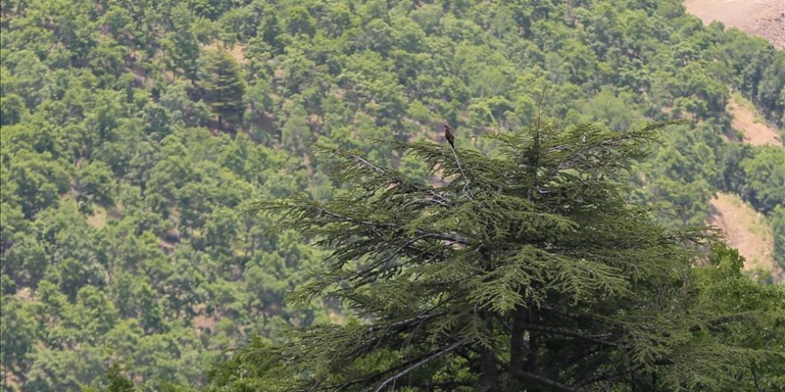 Ardahan'da yangınların önlenmesi amacıyla ormanlık alanlara giriş yasaklandı