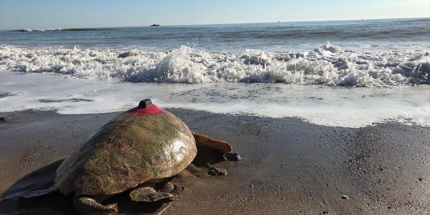 Koruma çabaları sayesinde deniz kaplumbağası sayısı artıyor