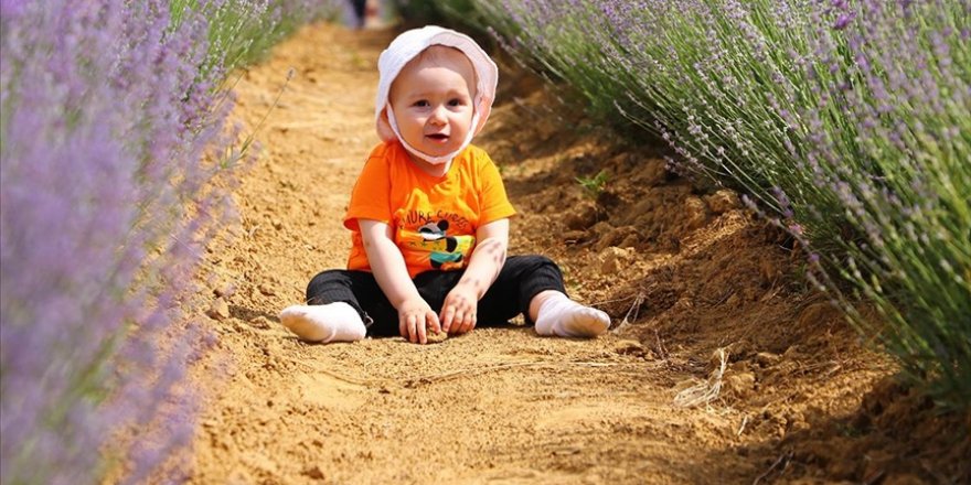 Tekirdağ'da mor renkli lavanta tarlaları, çiçeklendiği 3 hafta boyunca ziyaretçi çekiyor