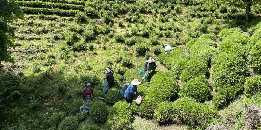 ÇAYKUR mayıs yaş çay bedeli ve budama tazminatını üreticilerin hesaplarına aktardı