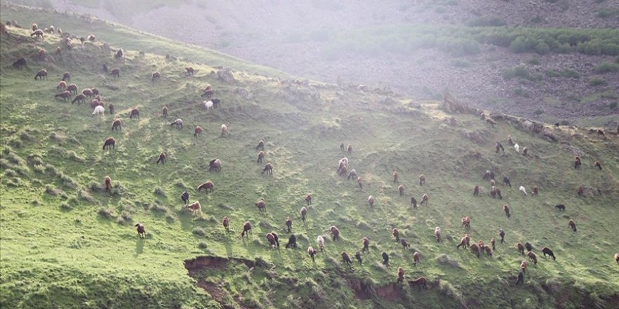 Iğdır'da bol yağışla yeşeren doğa, besicileri göçten ve masraftan kurtardı