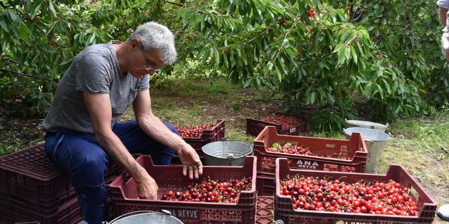 Afyonkarahisar'da hasadına başlanan kirazda rekolte beklentisi yüksek