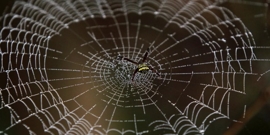 İskoçya’ya valiz içinde giden Afrika avcı örümceği karantinaya alındı