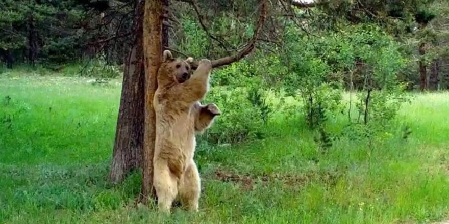 Kars'ta bozayıların kaşındığı ağaçlarda kesim yapılmayacak