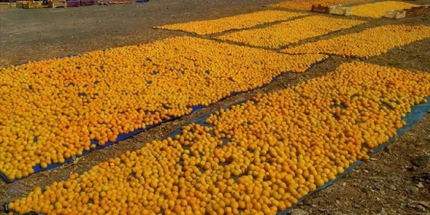 Malatya'da kayısı hasadı başladı