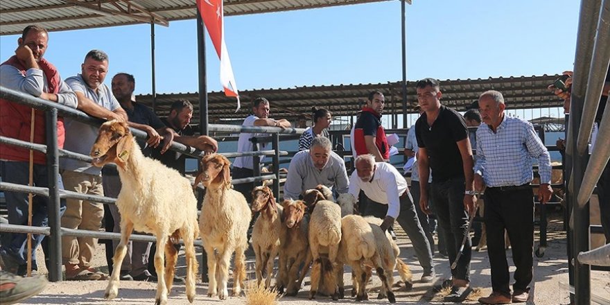 Hatay’da depremzede besicilere 1420 küçükbaş hayvan desteği