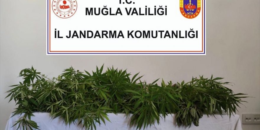 Muğla'da uyuşturucu operasyonlarında 10 şüpheli yakalandı