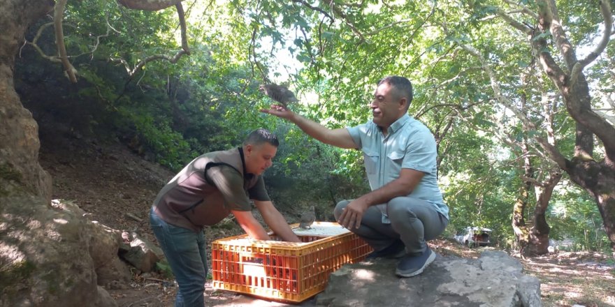 Ödemiş'te 150 kınalı keklik doğaya bırakıldı