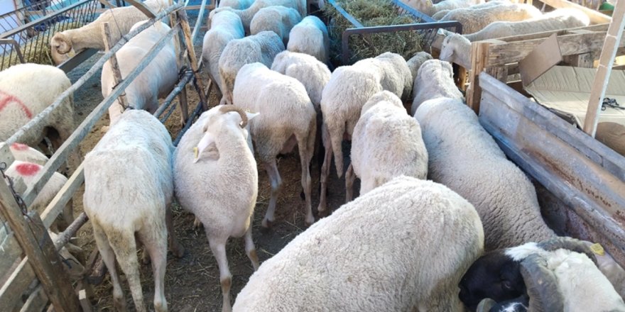 Banaz'da şap hastalığı nedeniyle hayvan pazarı kapatıldı