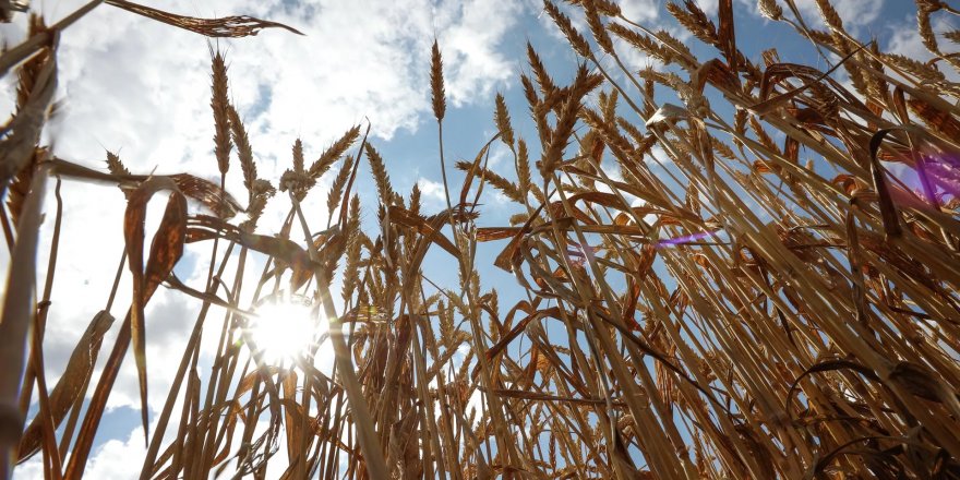 Rusya, tahıl anlaşmasına dönmek için 7 şartını açıkladı