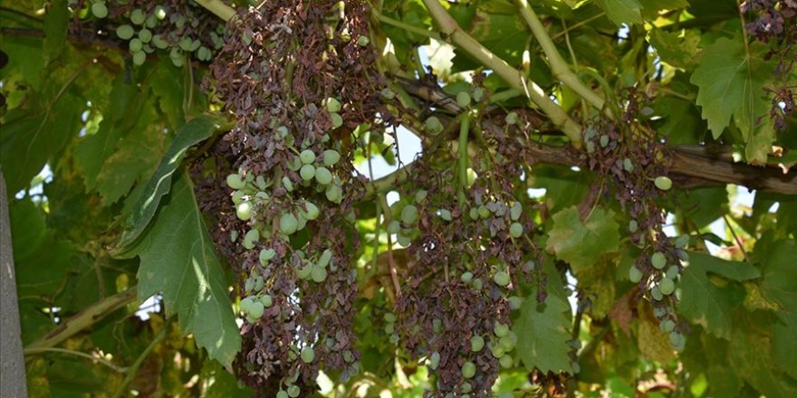 Düzensiz ve kuvveti yağış nedeniyle Manisa'da üzüm bağlarını "mildiyö" sardı
