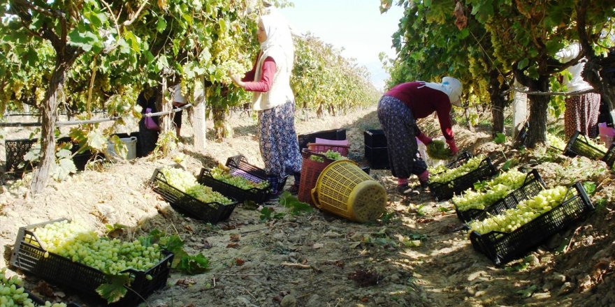 Manisa'da erken hasat üzümde ilk ihracat tırı yola çıktı