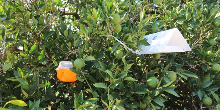 Muğla'da narenciye bahçelerinde Akdeniz meyve sineğiyle mücadele başlatıldı