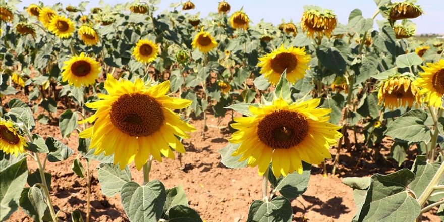 Tekirdağ'da aşırı sıcakların ayçiçeğinde rekolteyi düşürmesi bekleniyor