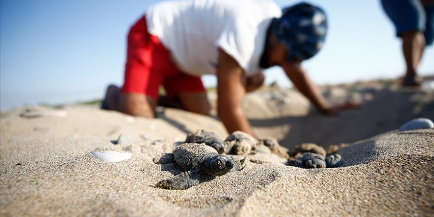 Belek'te 2 bin, Kızılot'ta 1600 caretta caretta yuvası tespit edildi