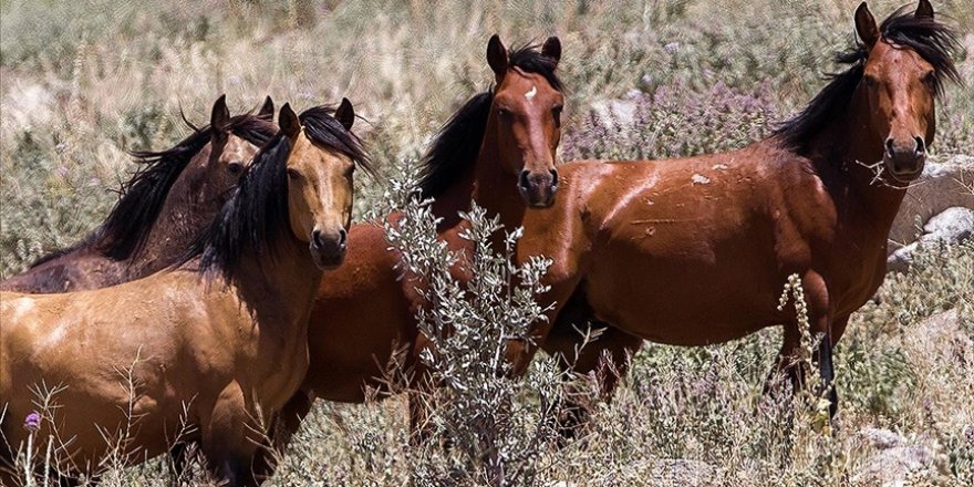 Karadağ'ın krater çukurunda yaşayan yabani atlar görüntülendi