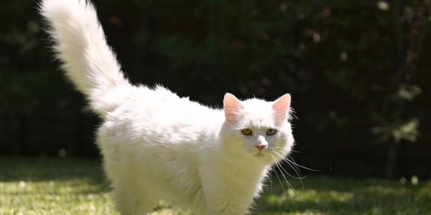 Ayasofya'ya ikinci Ankara kedisi "patilerini" basacak