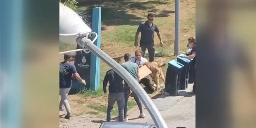 Kadıköy'de tasmasız gezdirilen köpeğin saldırısına uğrayan kadın yaralandı