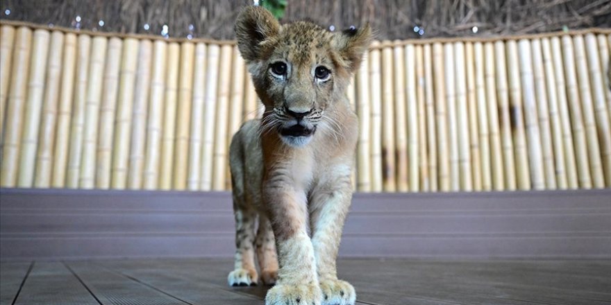 Nesli tükenmekte olan beyaz aslanlardan 3 çift İstanbul'da özenle korunuyor
