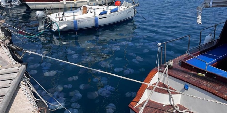 İzmir Körfezi'nde deniz anası yoğunluğu yaşanıyor