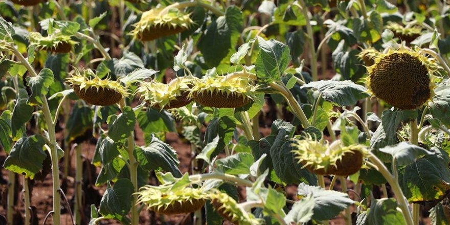 Trakya'da ekilen yerli hibrit ayçiçekleri sıcaklıktan daha az etkilendi