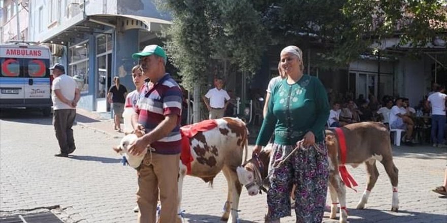 Muğla’da “Buzağı Güzellik Yarışması” düzenlendi