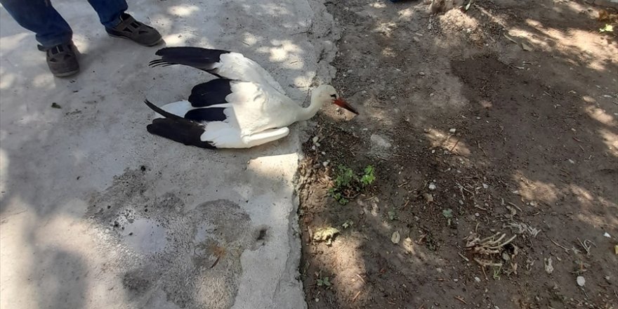 Manisa'da yaralı bulunan iki leylek, tedavi altına alındı