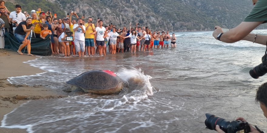 Tedavileri tamamlanan caretta carettalar denize bırakıldı