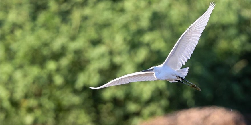 Gaziantep'teki sulak alanlar kuş fotoğrafçılarının uğrak yeri oldu