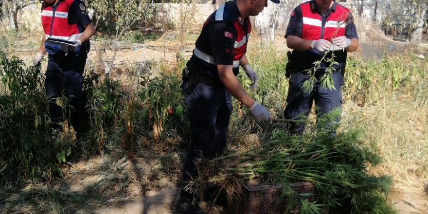 Datça'da evinin bahçesinde kenevir yetiştiren kişi yakalandı