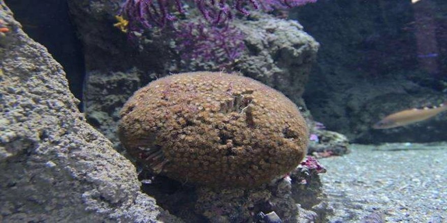 Karaburun-Ildır Körfezi'nde nesli tükenmekte olan "yastıklı taş mercan" bulundu