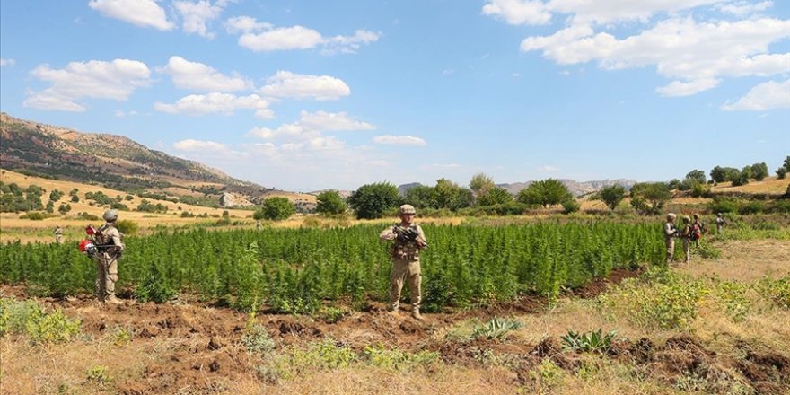 Diyarbakır'da 2 ton 121 kilogram esrar, 13 milyon 514 bin 550 kök kenevir bitkisi ele geçirildi