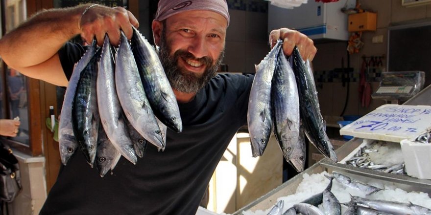 Karadeniz'de palamut ağlara takıldı