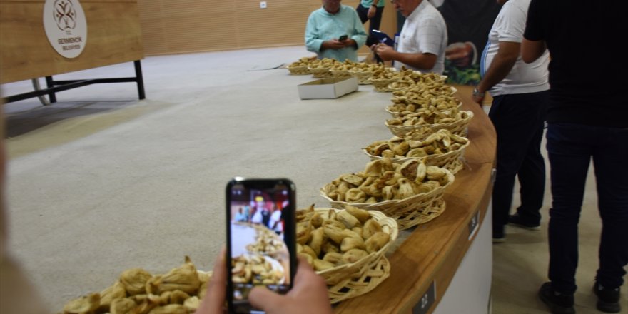 Germencik'te incir yarışması sonuçlandı
