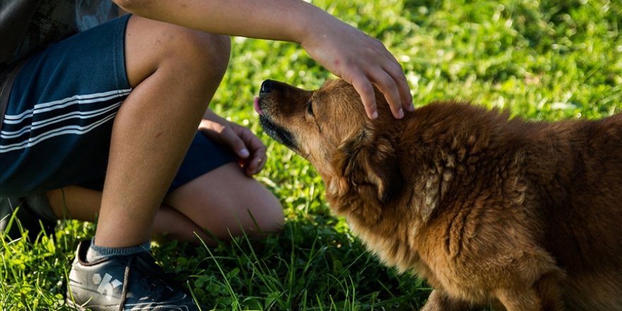 Almanya'da belediyeler geçen yıl köpek vergisinden rekor gelir elde etti