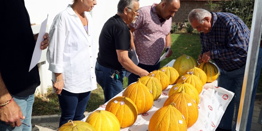 Muğla'da "Yayla Kavunu Yarışması" düzenlendi