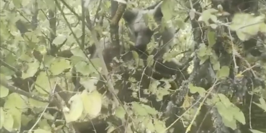 Kaz Dağları'nın eteklerindeki ormanlık alanda ağaca tırmanan ayı yavrusu cep telefonuyla görüntülendi