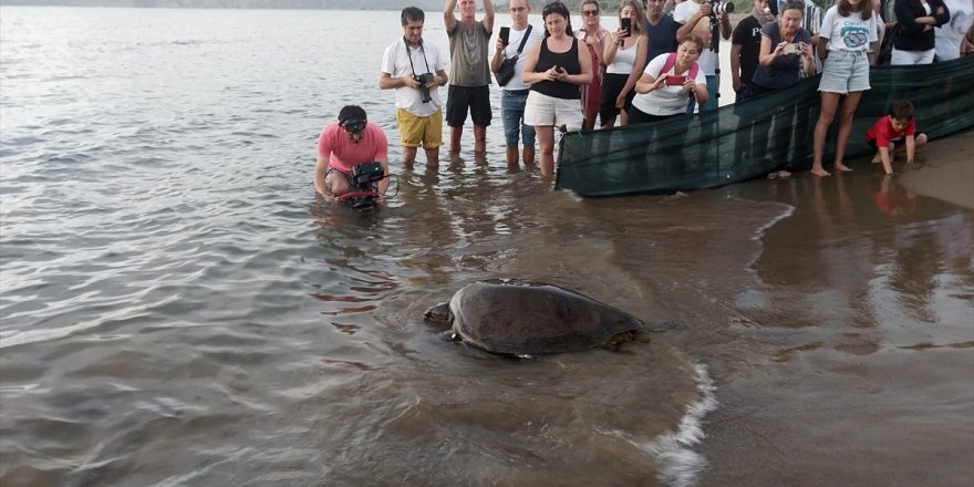 Muğla'da tedavileri tamamlanan 10 deniz kaplumbağası denizle buluştu