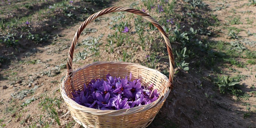 Karabük'te safran hasadı etkinliği yapıldı