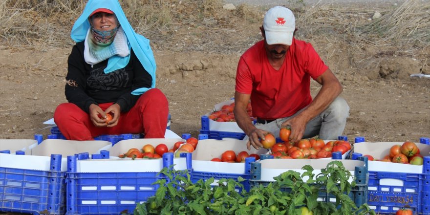 Muğla Datça'da güz domatesi hasadına başlandı