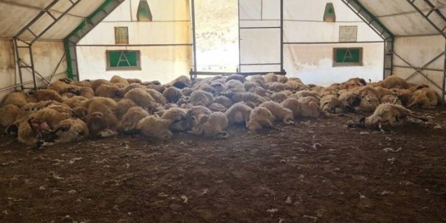 Bayburt'ta ağıla giren kurtlar 200 koyunu telef etti
