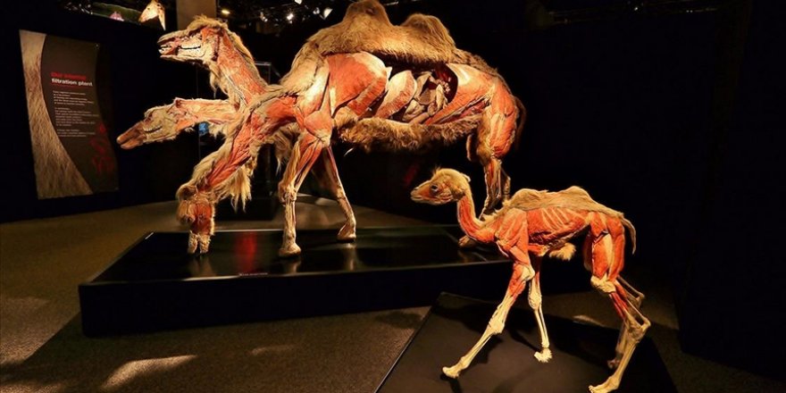 Dünyaca ünlü "Gerçek Hayvanların Anatomi Sergisi" ilk kez Türkiye'ye geliyor