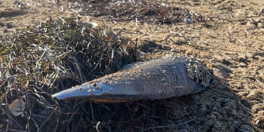 Marmara Denizi'ndeki fırtına ekosistemin umudu pinalara da zarar verdi