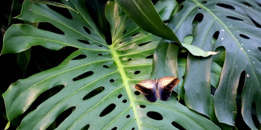Konya Tropikal Kelebek Bahçesi 8 yılda 3 milyon ziyaretçiye ulaştı