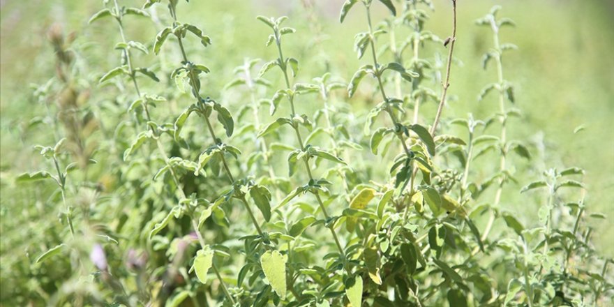 Tescillenen ada çayı "Uysal"ın 120 dönümlük alanda üretimine başlandı